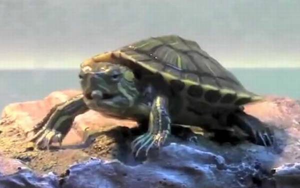 巴西龟能长多大?