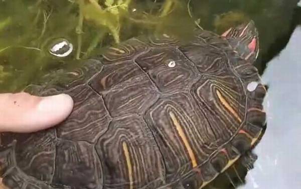 巴西龟能长多大?