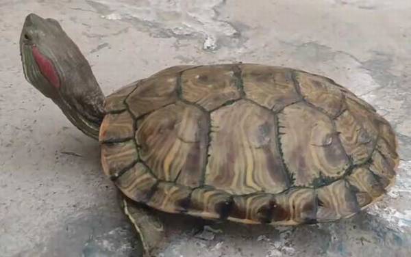 巴西龟价格多少钱一只?