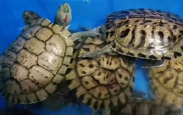 巴西龟价格多少钱一只?