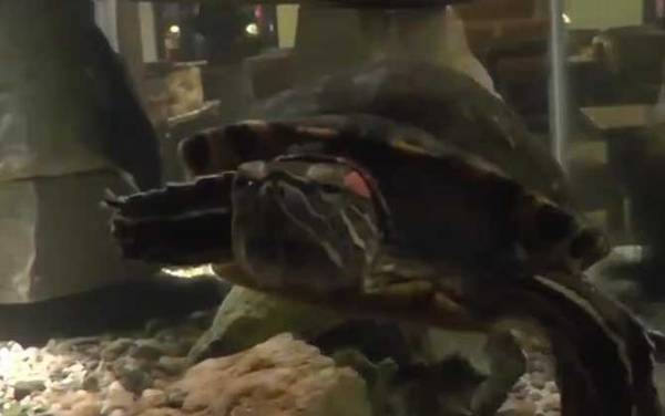 巴西龟饲养方法及病害防治