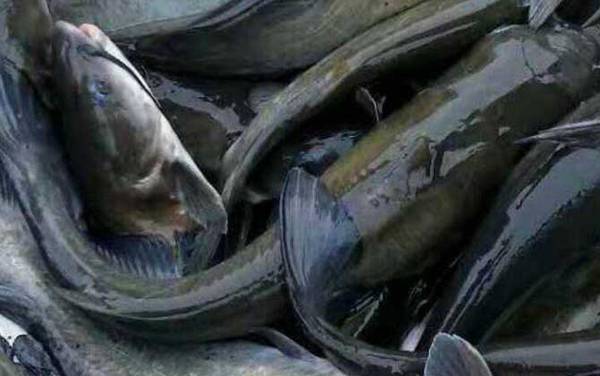 长吻鮠的鱼刺多吗?