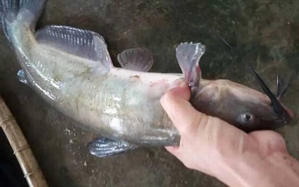 长吻鮠产地分布在哪里?