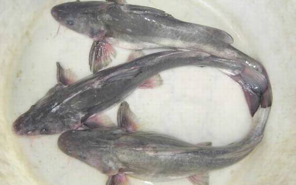 鮰鱼吃什么食物?