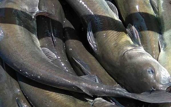 鮰鱼吃什么食物?