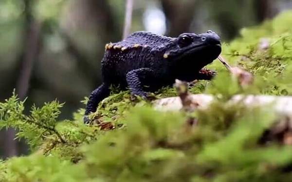 棘螈是什么动物?