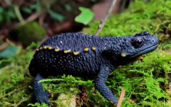 棘螈是什么动物?