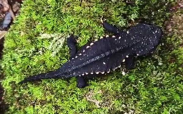 棘螈是什么动物?