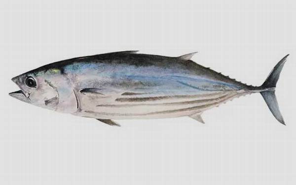鲣鱼是什么鱼?