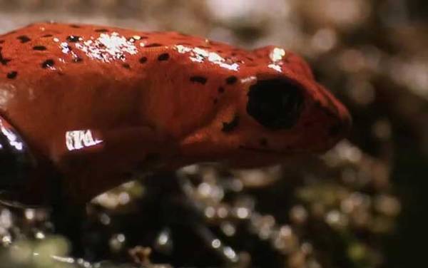 箭毒蛙是什么动物?