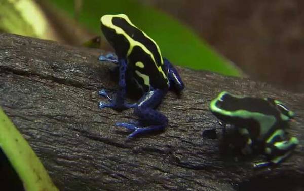 箭毒蛙是什么动物?