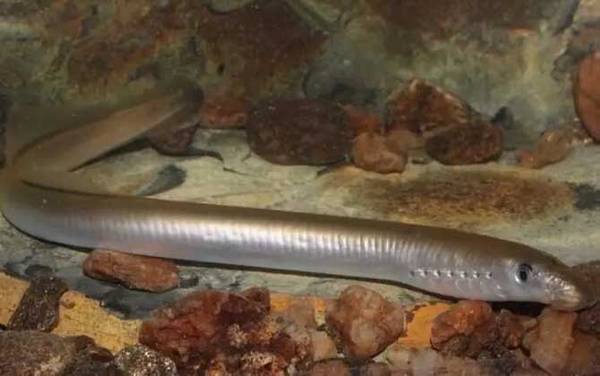 僵尸鱼是什么鱼?