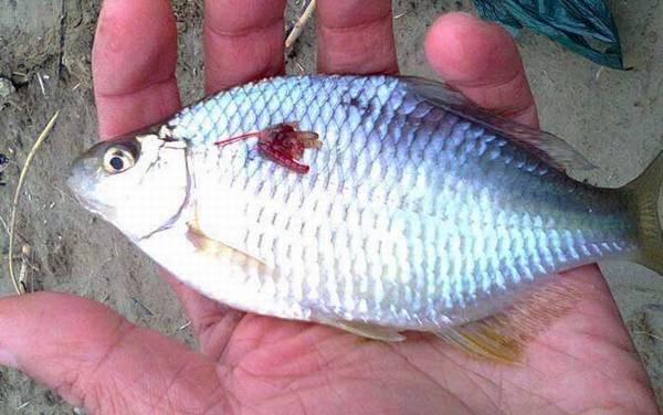 鳑鲏鱼寿命一般多长时间?