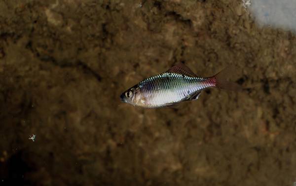 鳑鲏鱼寿命一般多长时间?