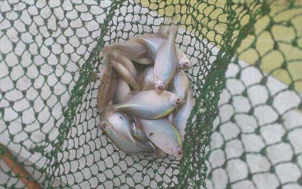 鳑鲏鱼寿命一般多长时间?