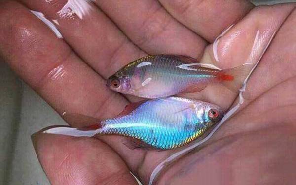 鳑鲏是冷水鱼吗?