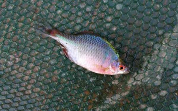 鳑鲏是冷水鱼吗?