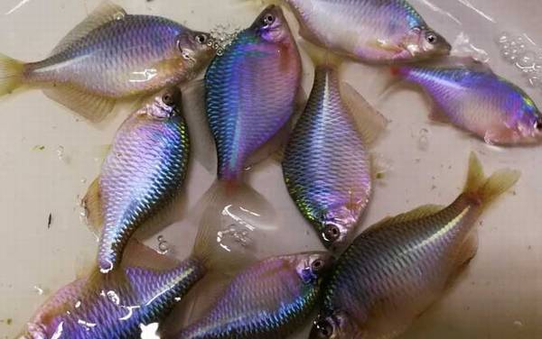 鳑鲏是冷水鱼吗?