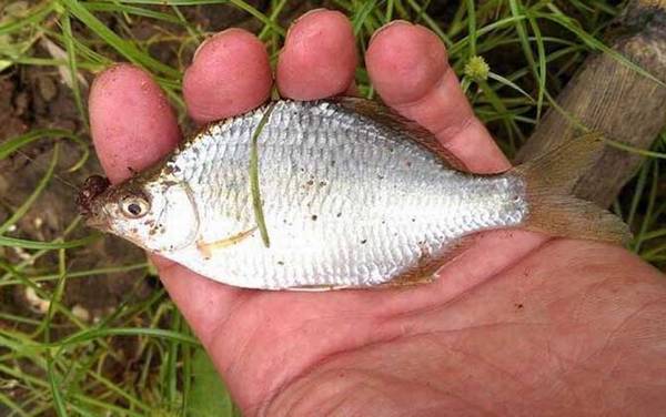 鳑鲏是冷水鱼吗?