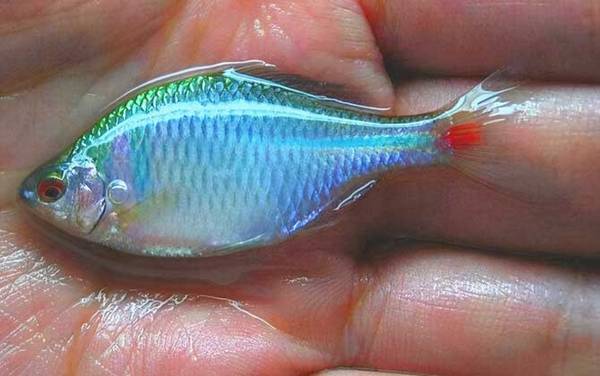 鳑鲏吃黑壳虾吗?