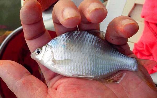 鳑鲏吃黑壳虾吗?