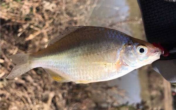 鳑鲏吃黑壳虾吗?