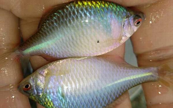 鳑鲏能和灯鱼混养吗?