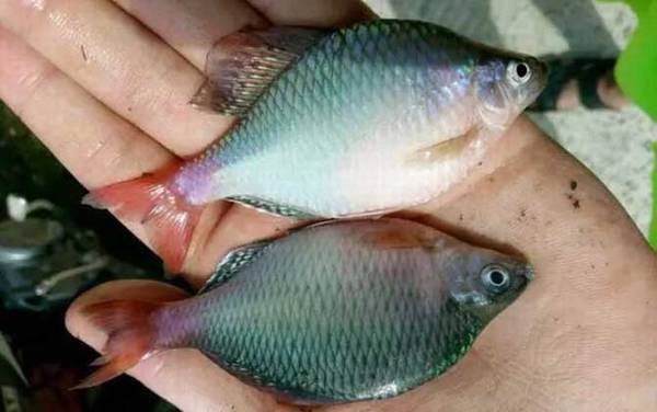 鳑鲏能和灯鱼混养吗?