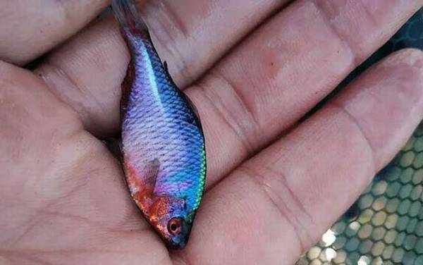 鳑鲏身上好多小白点怎么回事?