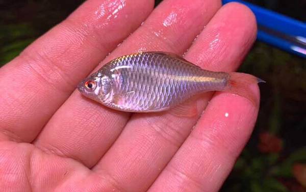 鳑鲏鱼没有河蚌能繁殖吗?