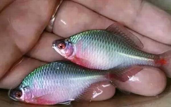 鳑鲏怎么养发色快?