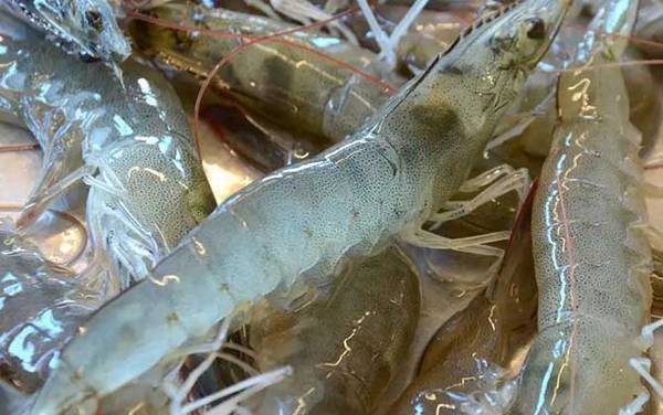 基围虾是海虾吗?