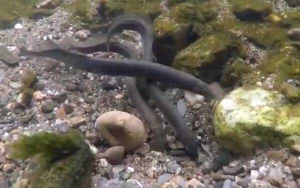 僵尸鱼是什么鱼?