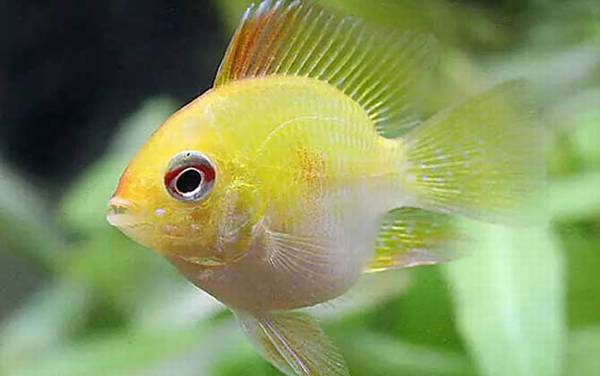 金波子是什么鱼?