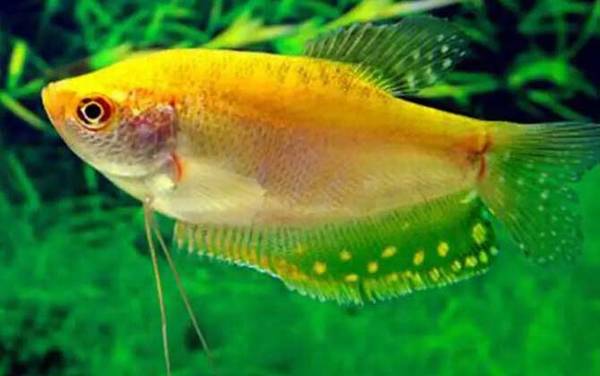 金曼龙是什么鱼?