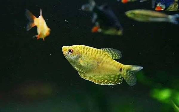 金曼龙是什么鱼?