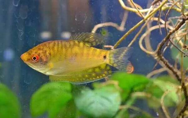 金曼龙是什么鱼?