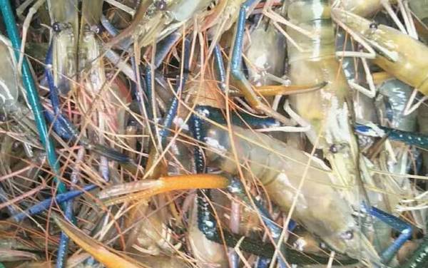 金钱虾是什么虾?