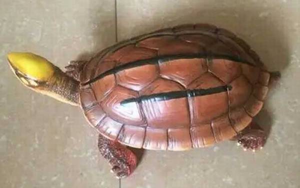 金线龟是什么龟?