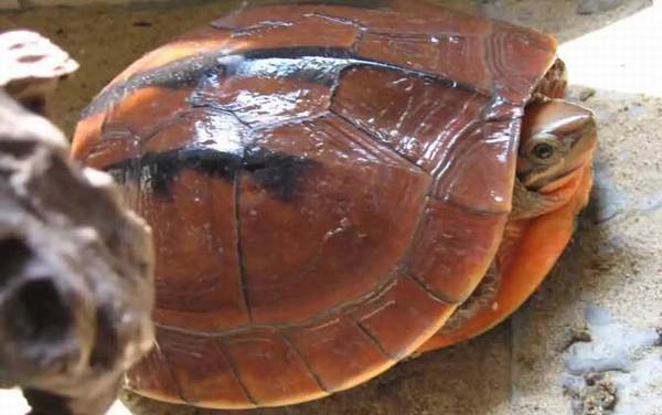 金线龟是什么龟?