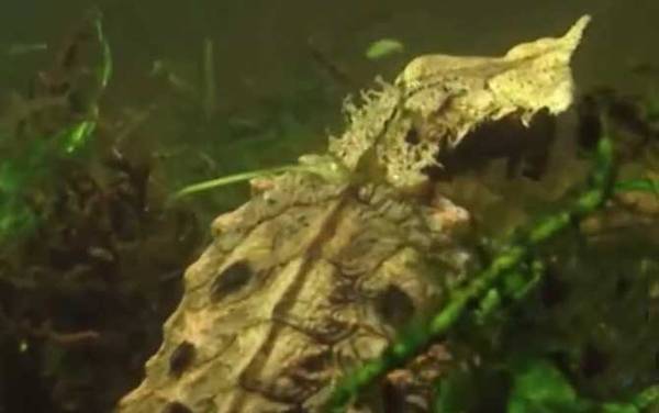 枯叶龟是什么龟?