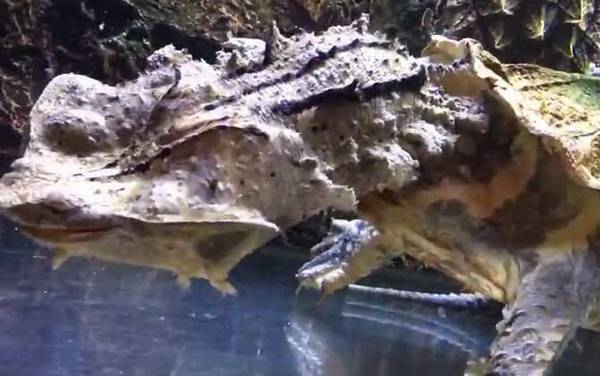 枯叶龟是什么龟?