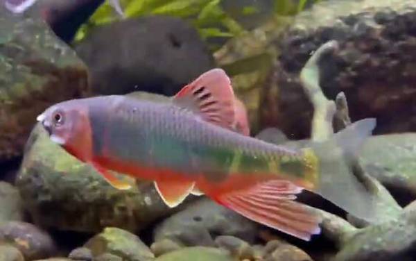 宽鳍鱲是什么鱼?