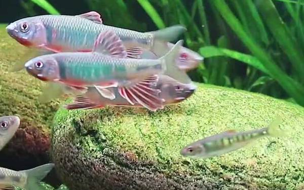 宽鳍鱲是什么鱼?