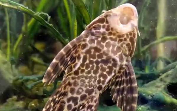 垃圾鱼是什么鱼?