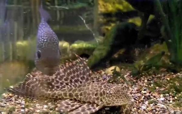 垃圾鱼是什么鱼?