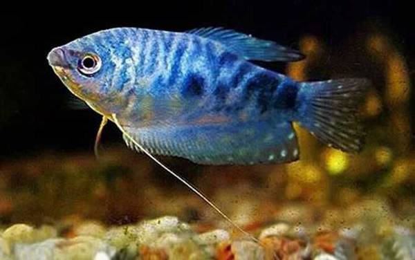蓝曼龙是什么鱼?