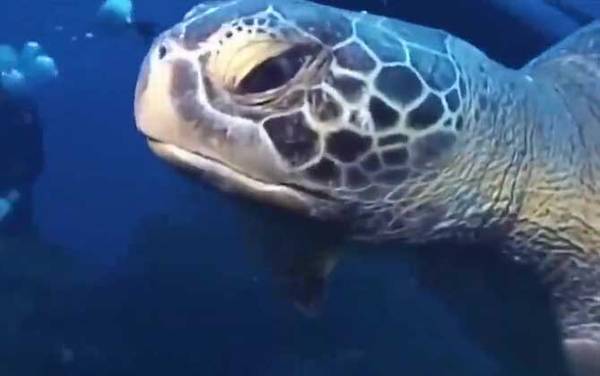 ��Ƥ����ʲô�ꣿ