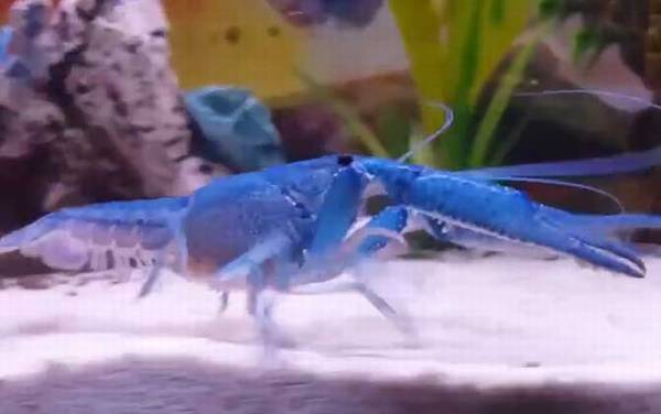 蓝魔虾是什么虾?