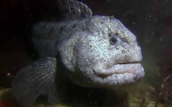 狼鳗是什么动物?